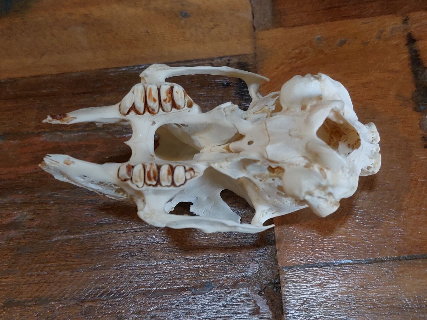 Tutte le decorazioni: Hasenschädel, Deko Präparat – Usato da Winterthur venduto da Belzarek 4