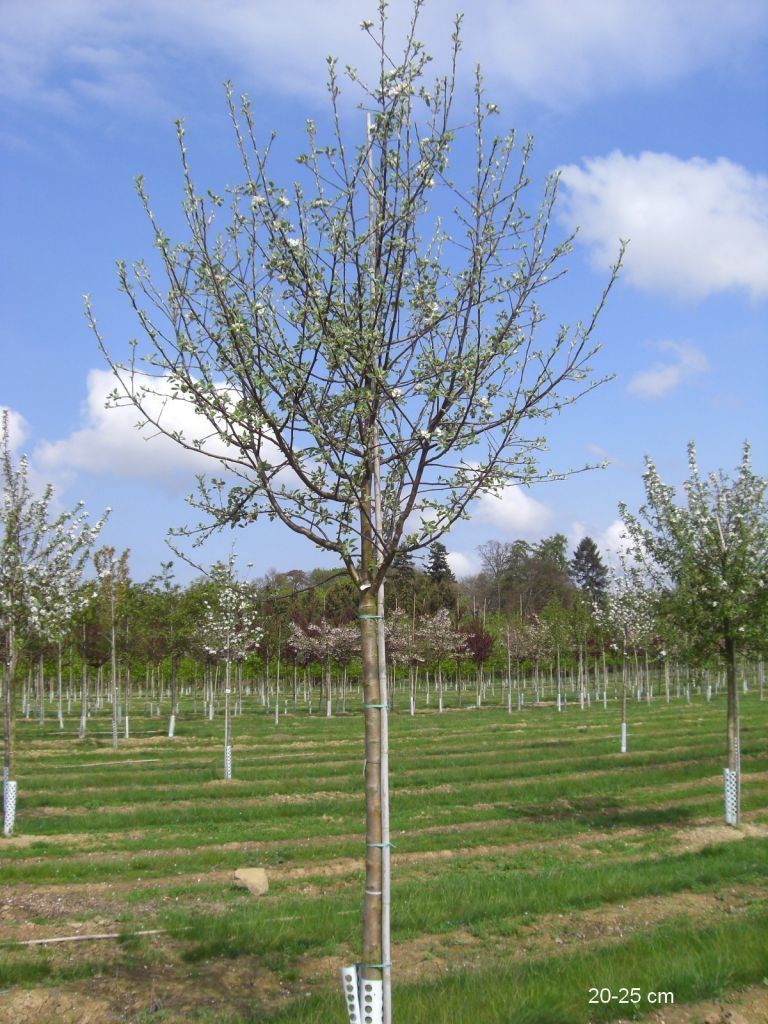 Pflanzen & Samen: Obstbäume / Obstbaum – Neu und originalverpackt aus Kleinwangen von obs_yb77 2