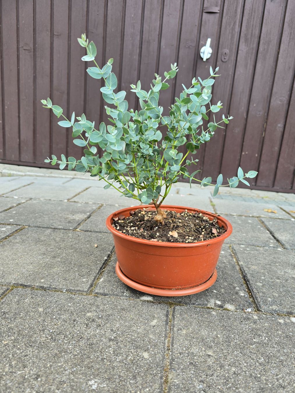 Pflanzen & Samen: Eukalyptus – Neu (gemäss Beschreibung) aus Aarburg von popkorn65 1