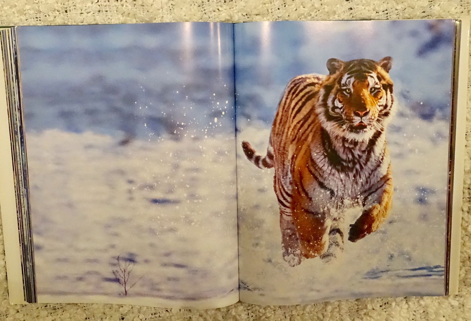 Libri: Livre animaux – Nuovo (secondo la descrizione) da Genève venduto da flocon06 2