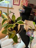 Hoya flamingo dream plante d’intérieur