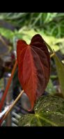 🌿 Anthurium TripleX Variegata (Mint) — Double-headed 🌿