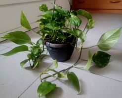 XL 80 cm ↕️ EPIPREUNUM AUREUM “Pothos”