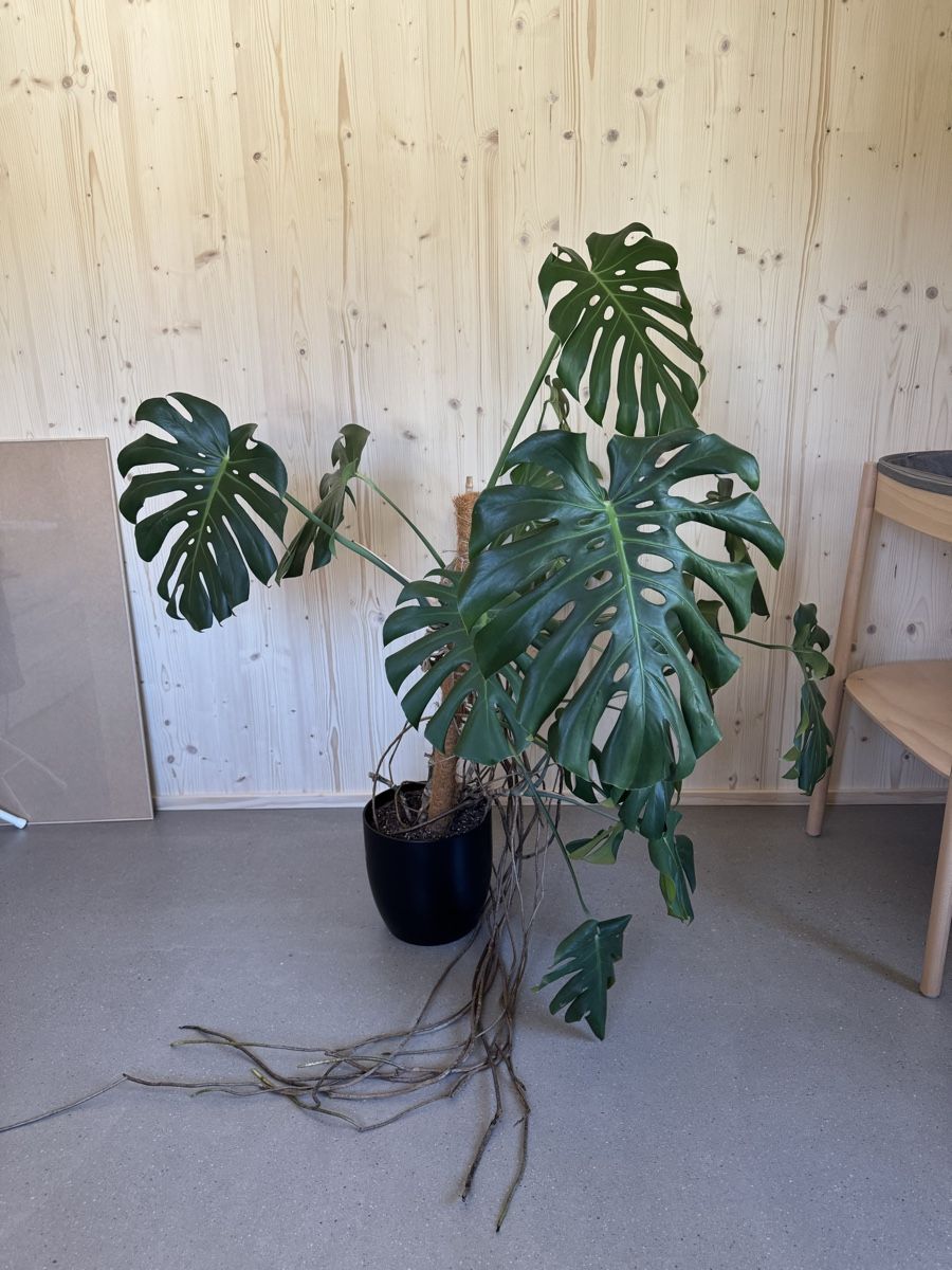 Piante & sementi: Grosse Monstera Deliciosa Zimmerpflanze – Usato da Bolligen venduto da glorja 1
