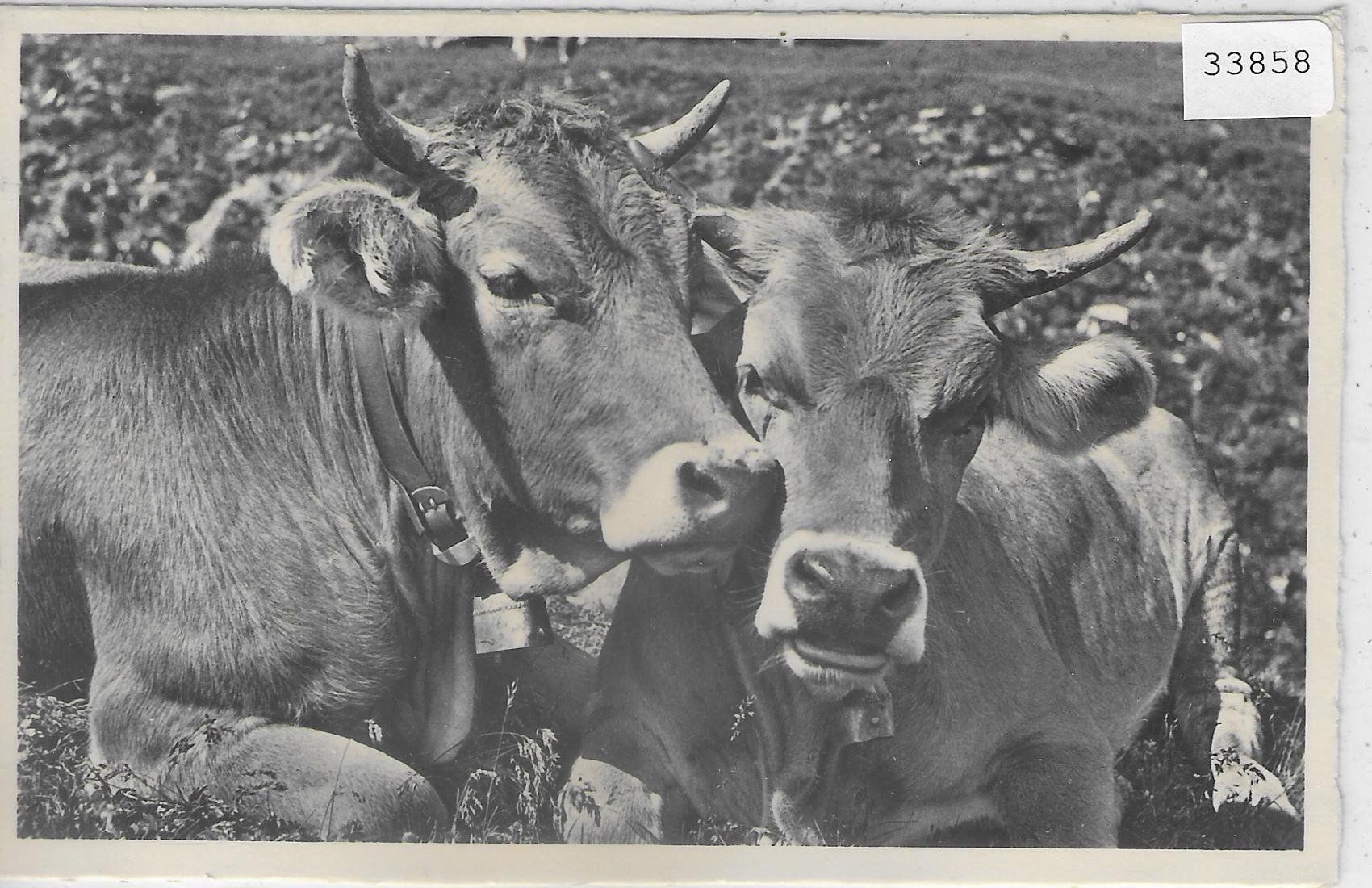 Cartoline postali: Braunvieh - 2 Kühe vaches cows – Usato da Ettingen venduto da Kartenplanet