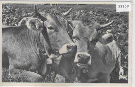 Braunvieh - 2 Kühe vaches cows