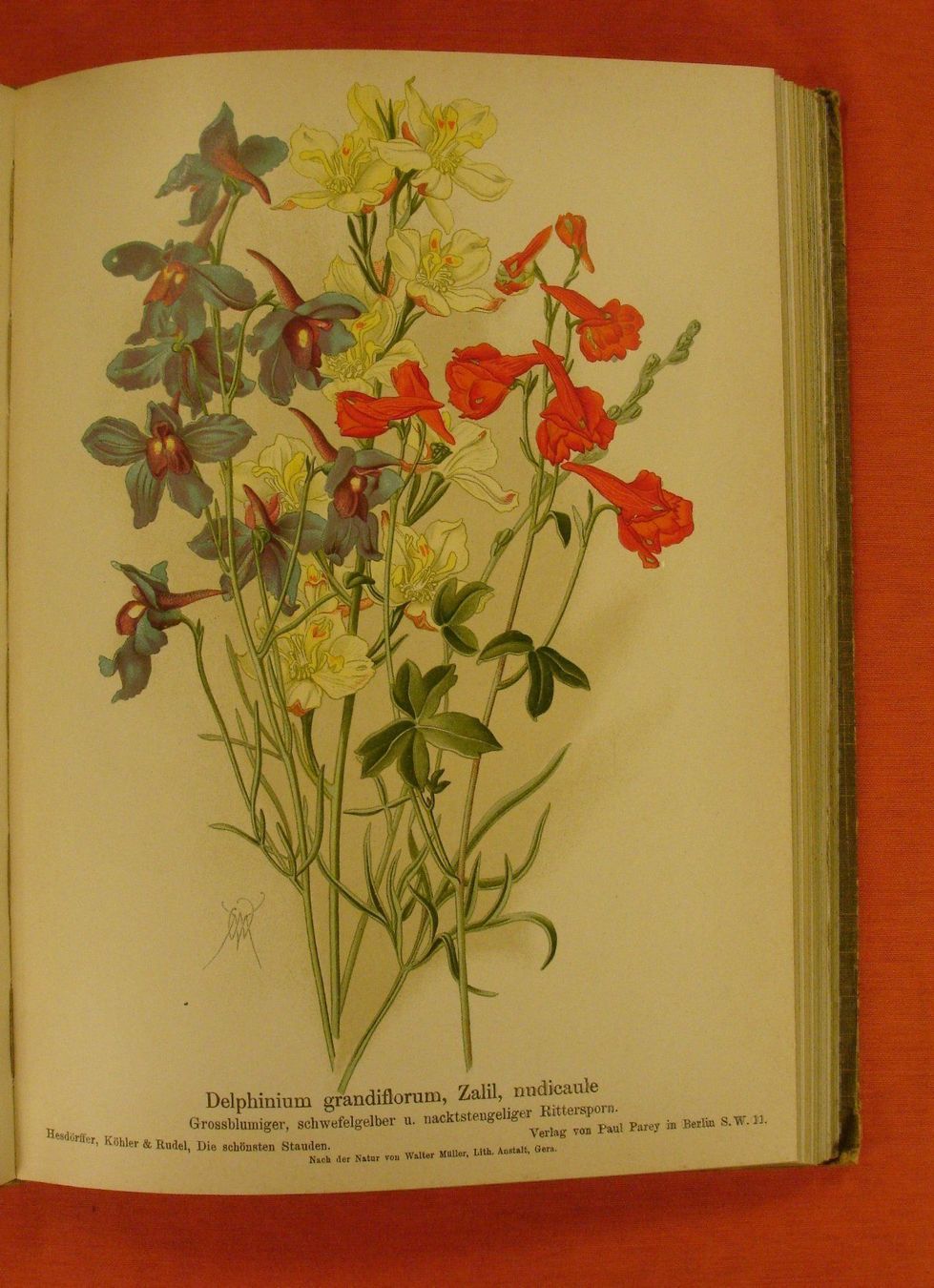 Libri: DIE SCHÖNSTEN STAUDEN, 48 BLUMENTAFELN – Usato da Grüningen venduto da Kartensammler 5