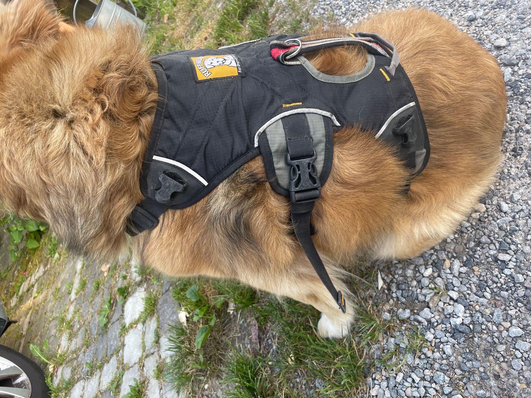 Ruffwear Zaini: Hunderucksack Ruffwear Palisade Pack, Gr. M – Usato da Wald ZH venduto da Nutria01 2