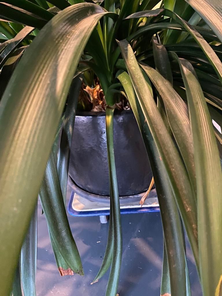 Plantes & graines: Clivia – D'occasion à Zürich par Sebi999 2