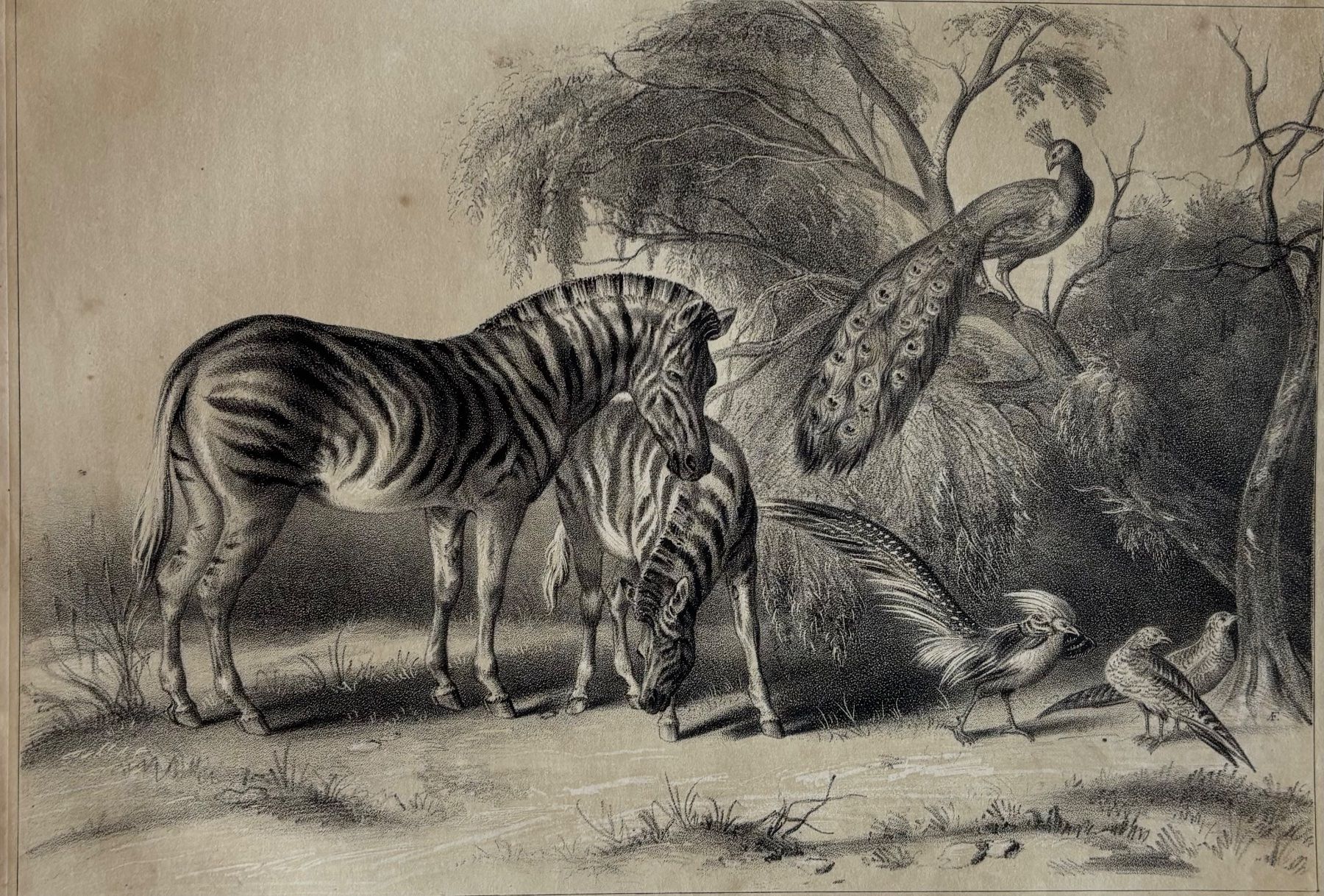 Grafica & Litografie: Lithographie 1845 - Berg Zebra – Usato da Frauenfeld venduto da Merk52