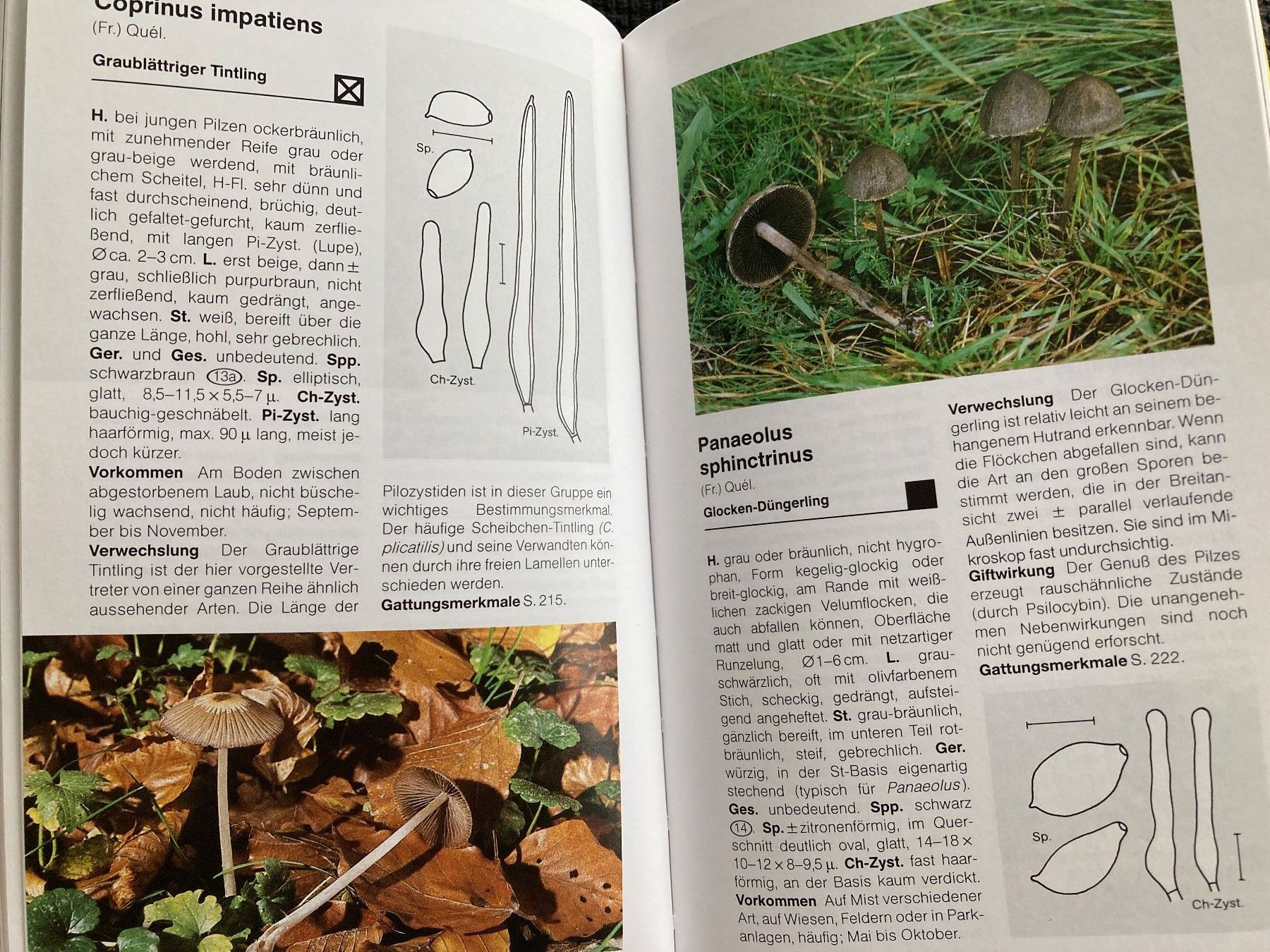 Bücher: BLV Handbuch Pilze,  638 Seiten – Gebraucht aus Baden von Yoyo1 4
