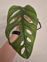 🌿 Monstera Adansonii Mint Ableger #2🌿