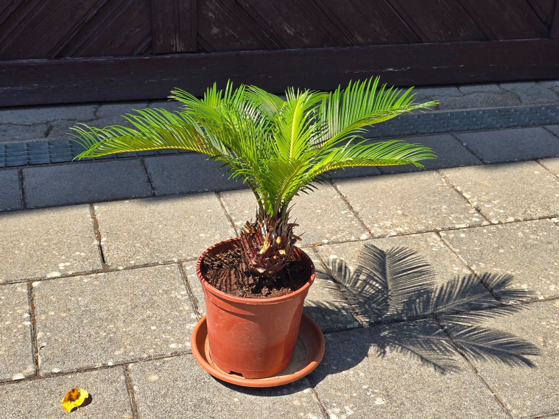 Piante & sementi: Kleine Sago Palm Pflanze – Usato da Aarburg venduto da popkorn65 2