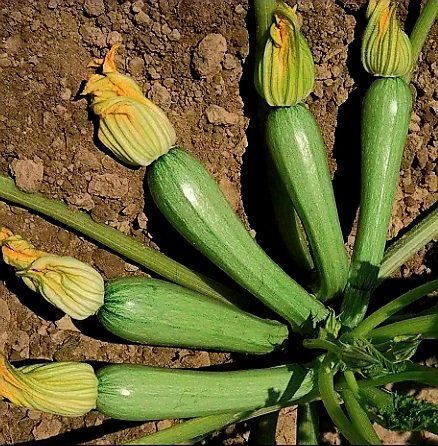 Piante & sementi: 10 Samen RARE Zucchini hellgrün "GENOVESE" – Nuovo e nell'imballaggio originale da Rovio venduto da POSITIFFARTandPLANTS 2