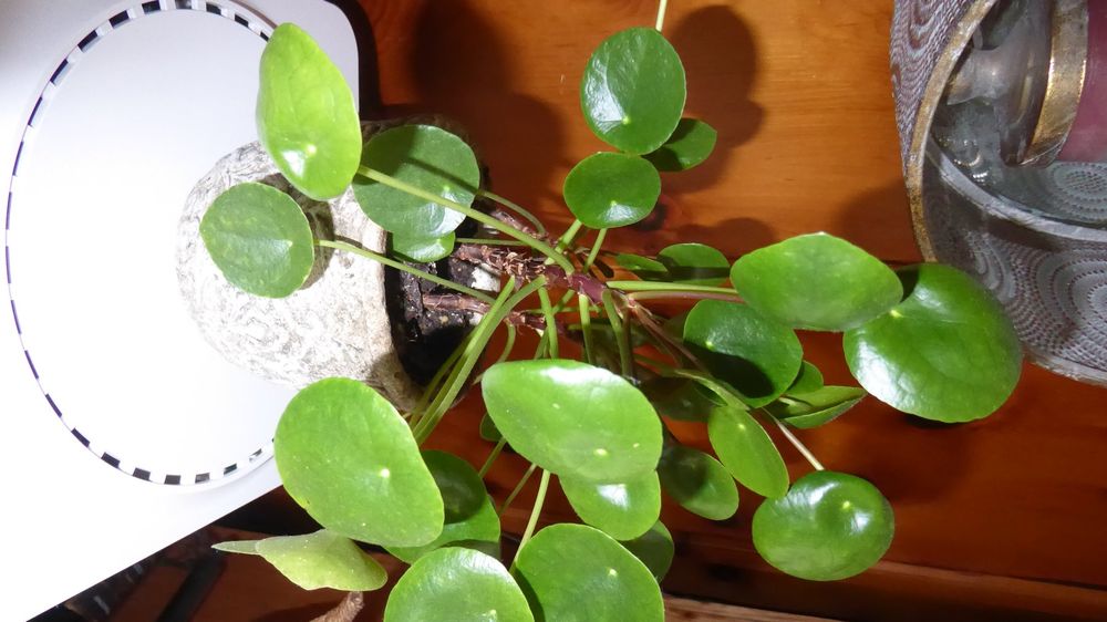 Pflanze Glückstaler Pilea ohne Topf Kaufen auf Ricardo