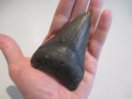 StarRecordsGmbH: Megalodon-Zahn / 10,0 cm / mit Zertifikat