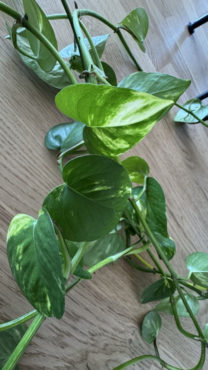 Piante & sementi: Goldene Efeutute Epipremnum Aureum – Nuovo (secondo la descrizione) da Thun venduto da DascheLii 2