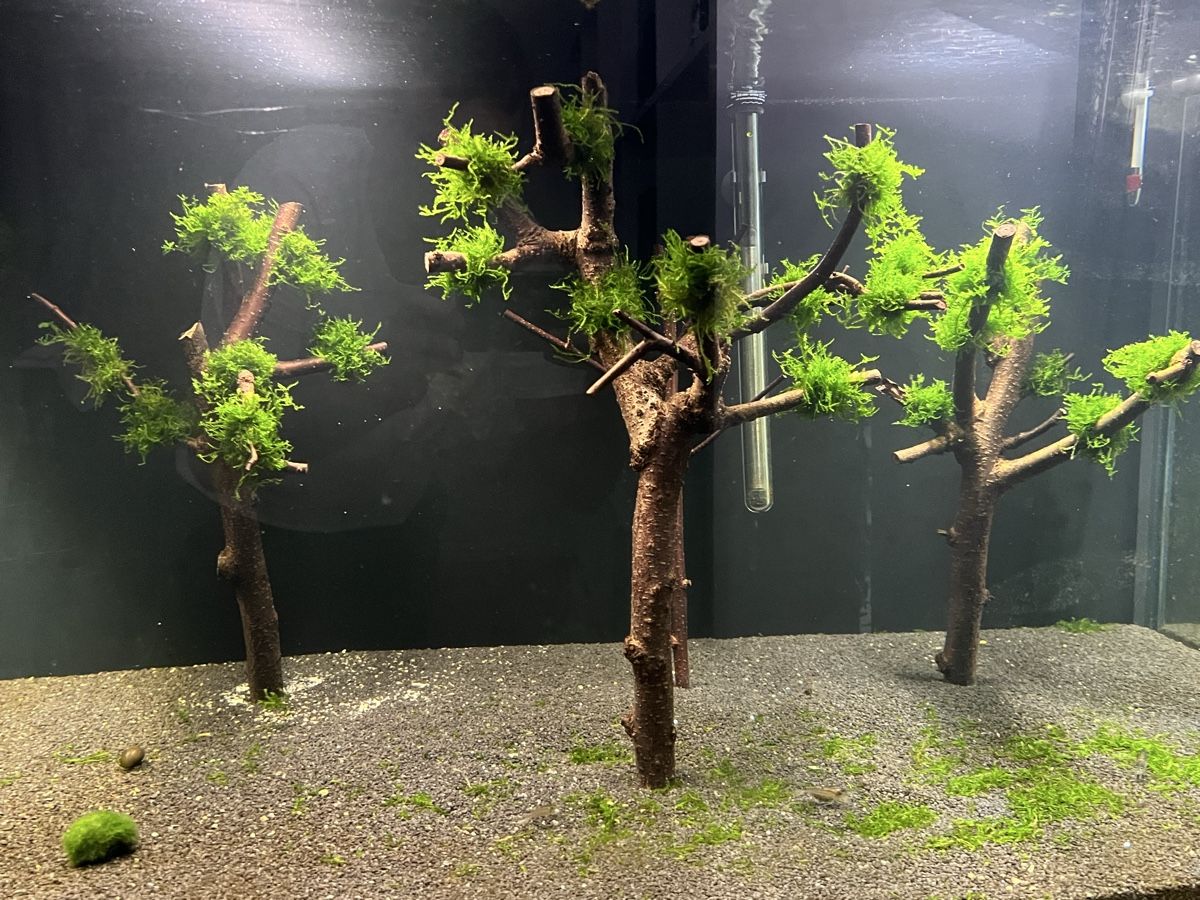 Toutes les décorations: Aquarium Deck Planze Holz Aquarium Baum – D'occasion à Basel par LUCcC 4
