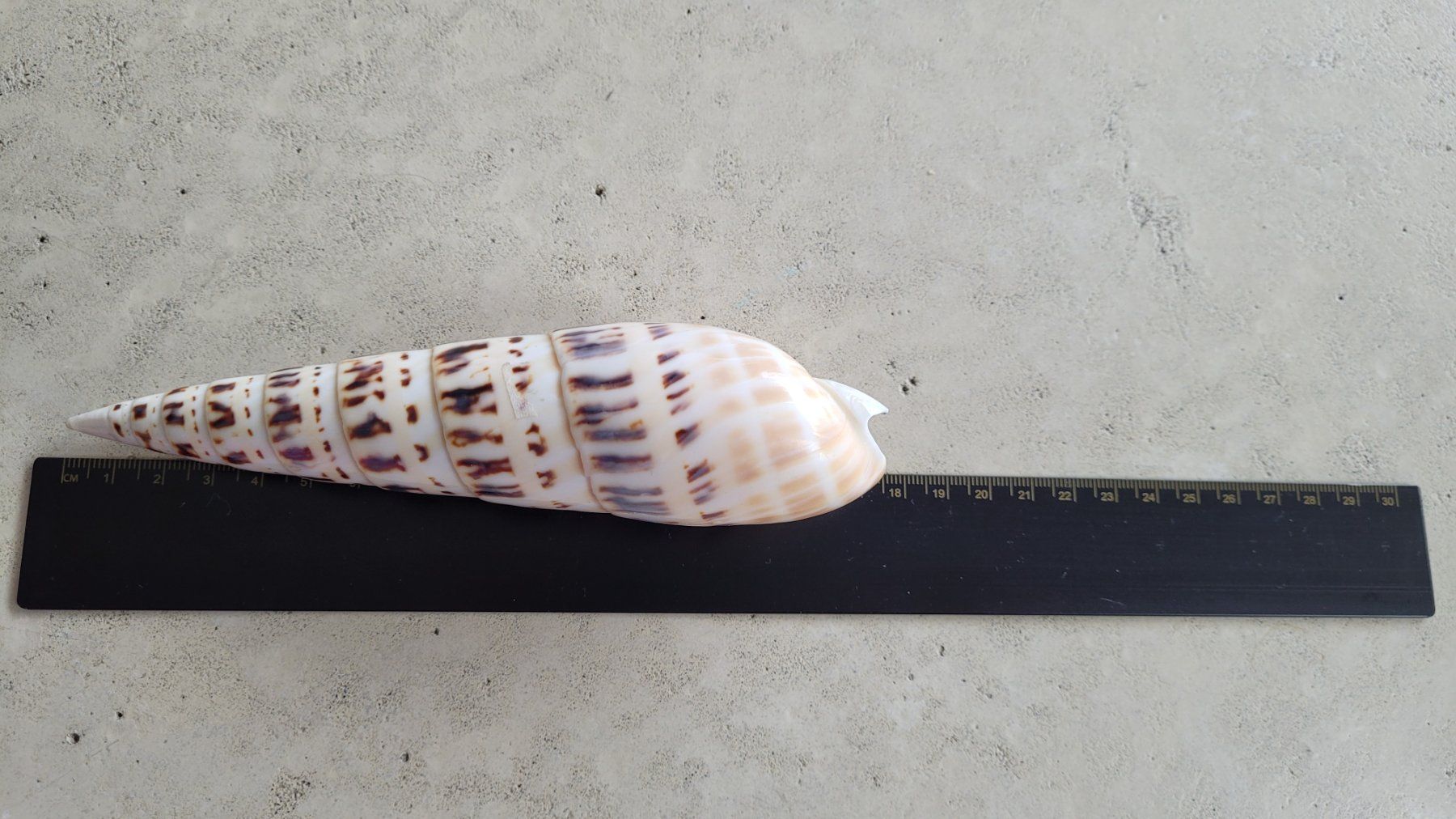 Tutte le decorazioni: grosse Schnecken-Muschel – Usato da Grosshöchstetten venduto da Dirue