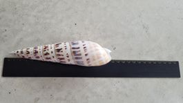 grosse Schnecken-Muschel