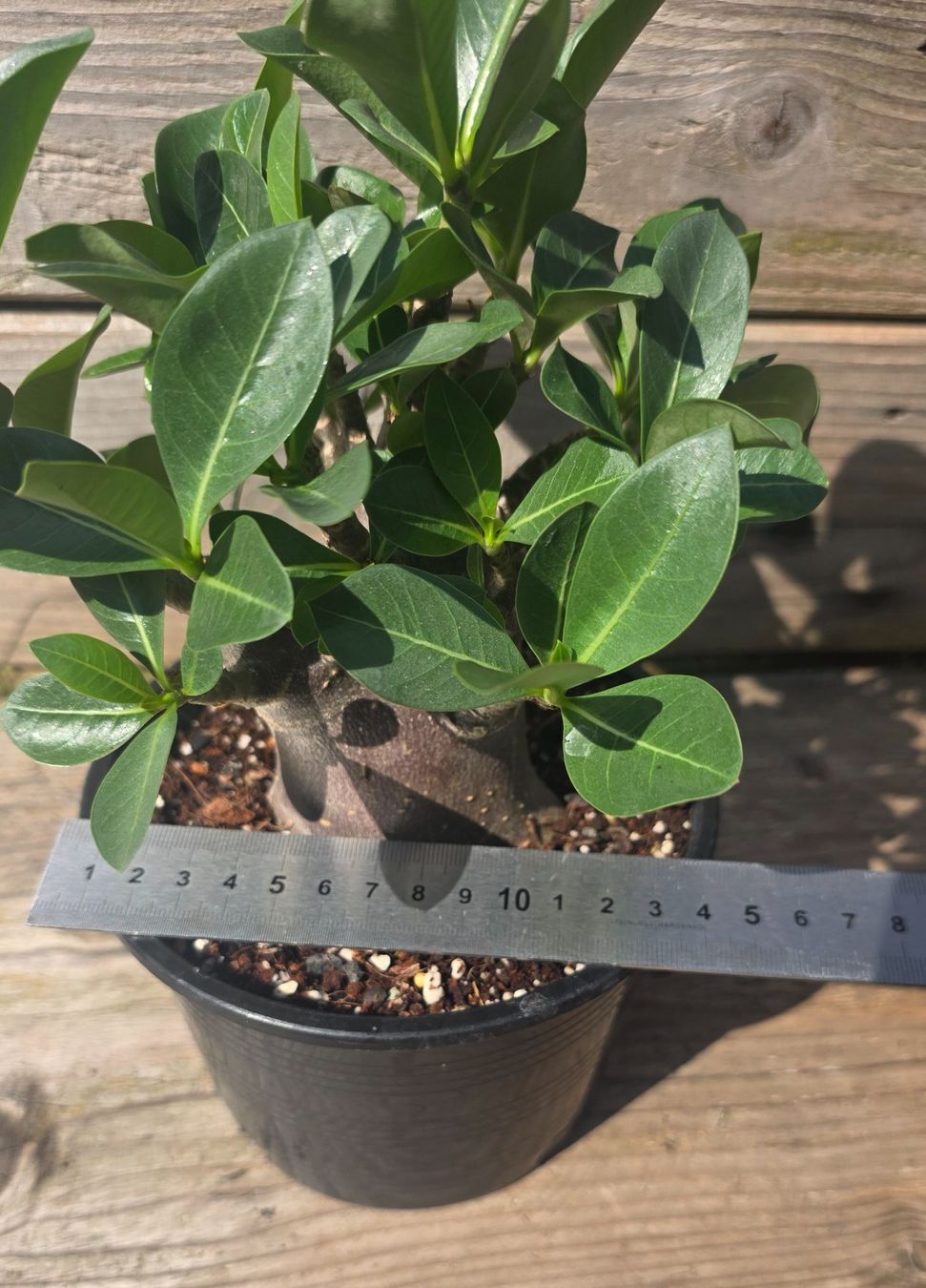 Pflanzen & Samen: Adenium Black Skin / Wüstenrose – Gebraucht aus St.Erhard von Plumilandschweiz 3