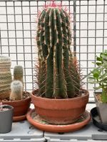 Teufelszungen-Kaktus "Ferrocactus Stainesii"
