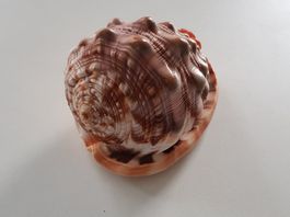 Natürliche große Muschel L ca. 14  cm B ca. 10  cm