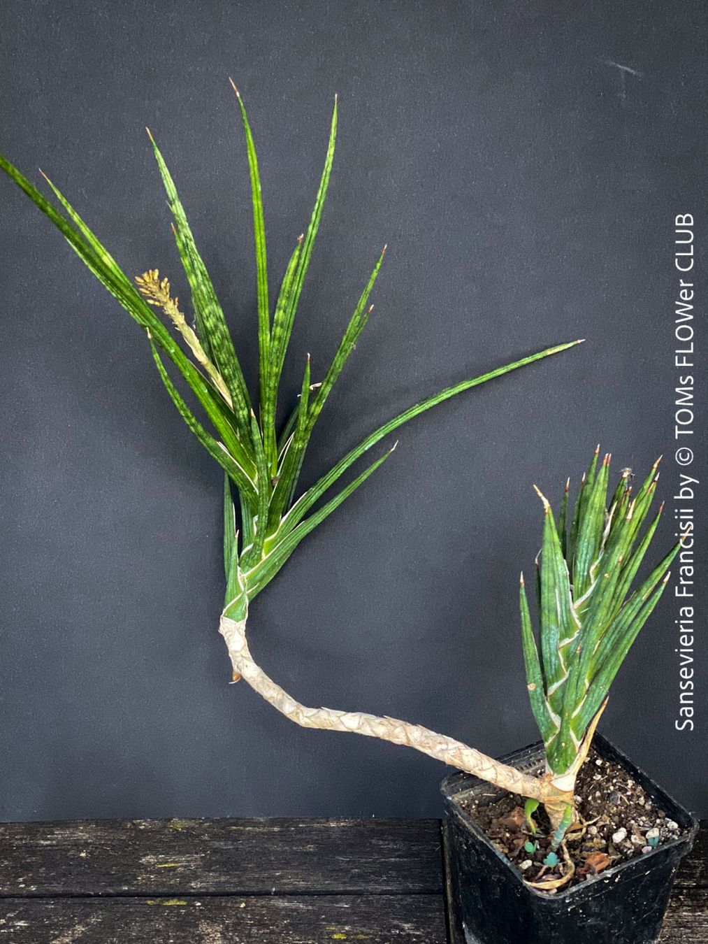 Piante & sementi: Sansevieria Francisii 1+1 - einzigartig schön - oder? – Nuovo e nell'imballaggio originale da Adliswil venduto da astom369 3