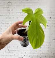 💚Philodendron Florida Ghost