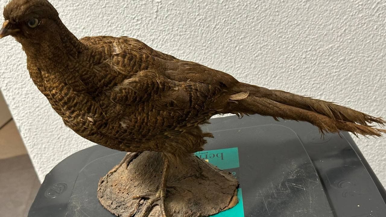 Il mondo degli animali: Ausgestopfter Vogel – Usato da Beringen venduto da Mantafisch1 1