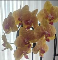 Phalaenopsis Orchidee gelb-rot gestreift, blühend .
