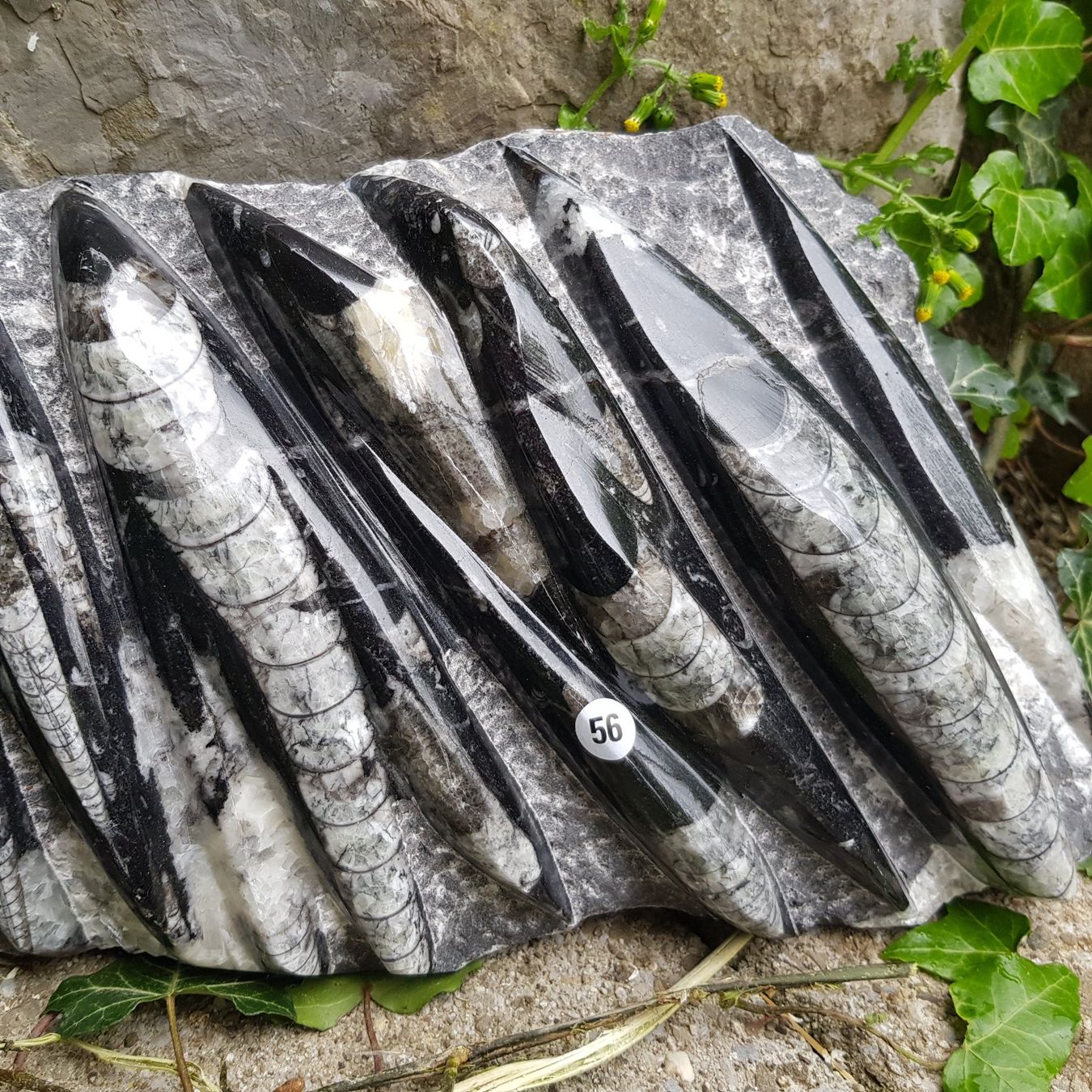 Fossilien: Orthoceras Platte 3.15Kg – Neu (gemäss Beschreibung) aus Schwanden-Brienz von Testudo06 2