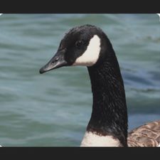 Profile image of Nameit96