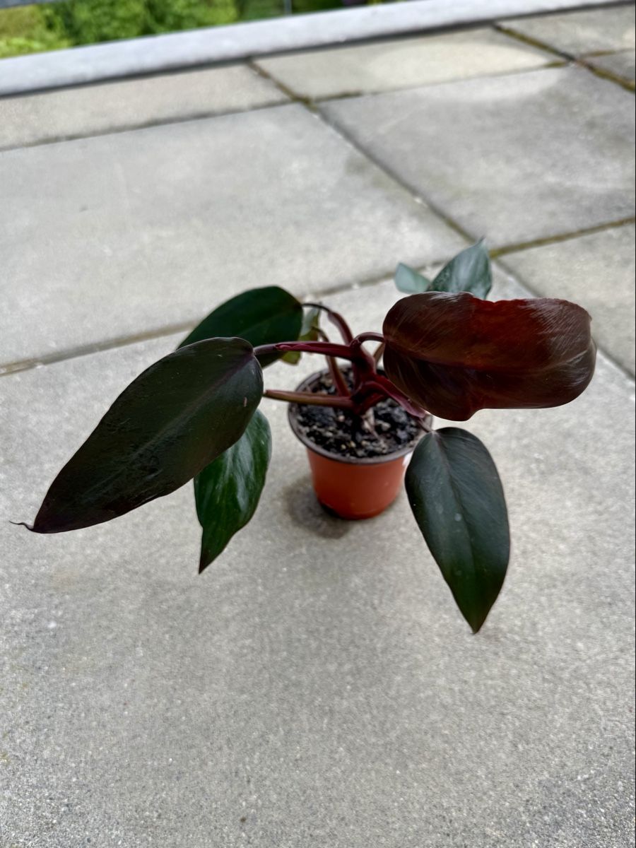 Piante & sementi: Philodendron Pink Princess 🌿 – Nuovo (secondo la descrizione) da Bülach venduto da Bloom_Witch 1