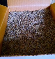 Lavendel lose - Duftstoffe  Lavendelsäckli - Kleiderschrank