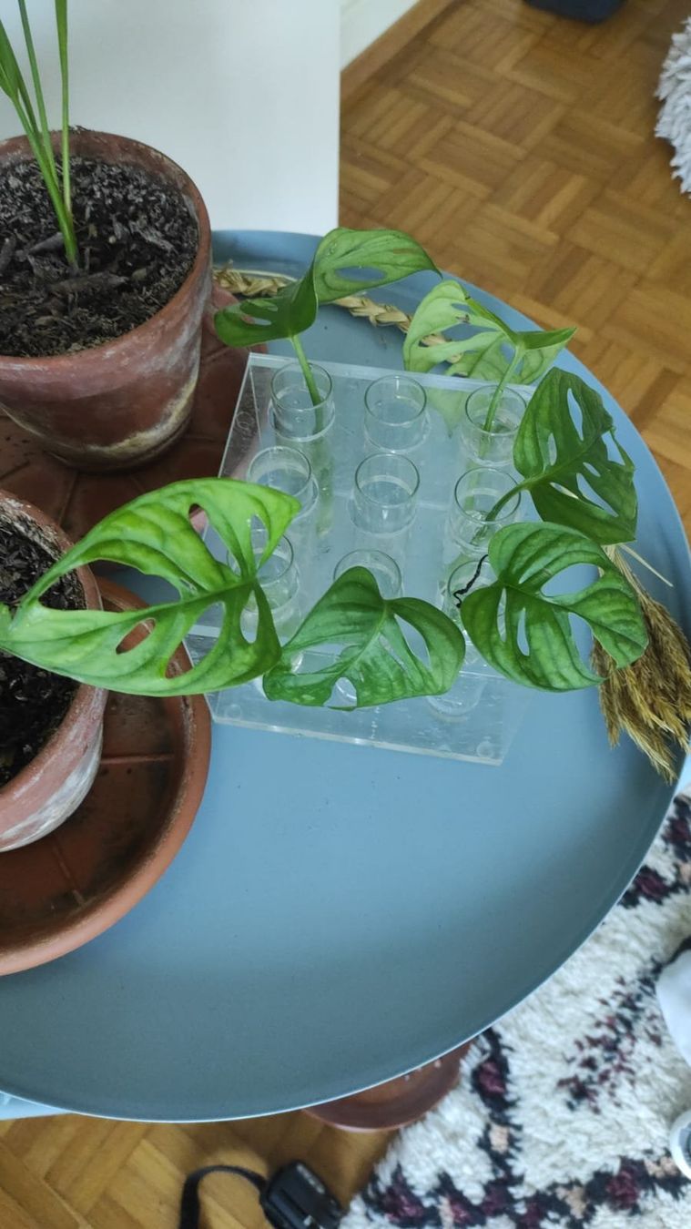 Pflanzen & Samen: Boutures de Monstera Monkey – Neu (gemäss Beschreibung) aus Vevey von con_dwl8
