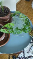 Boutures de Monstera Monkey