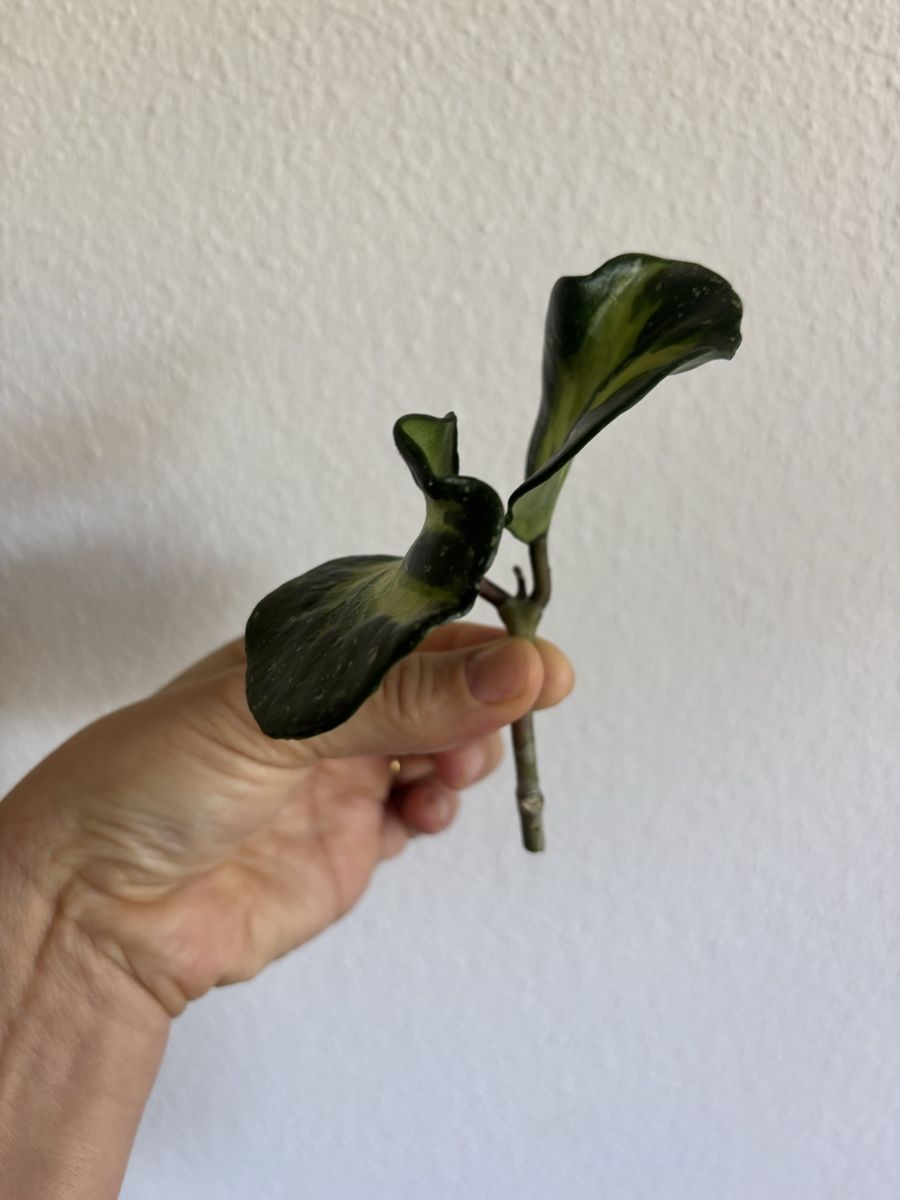 Piante & sementi: Hoya Obovata Variegata Splash – Usato da olten venduto da momo2417 3
