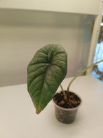 Alocasia Platinum 