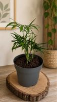 Zimmerpflanze Dypsis Lutescens guter Zustand