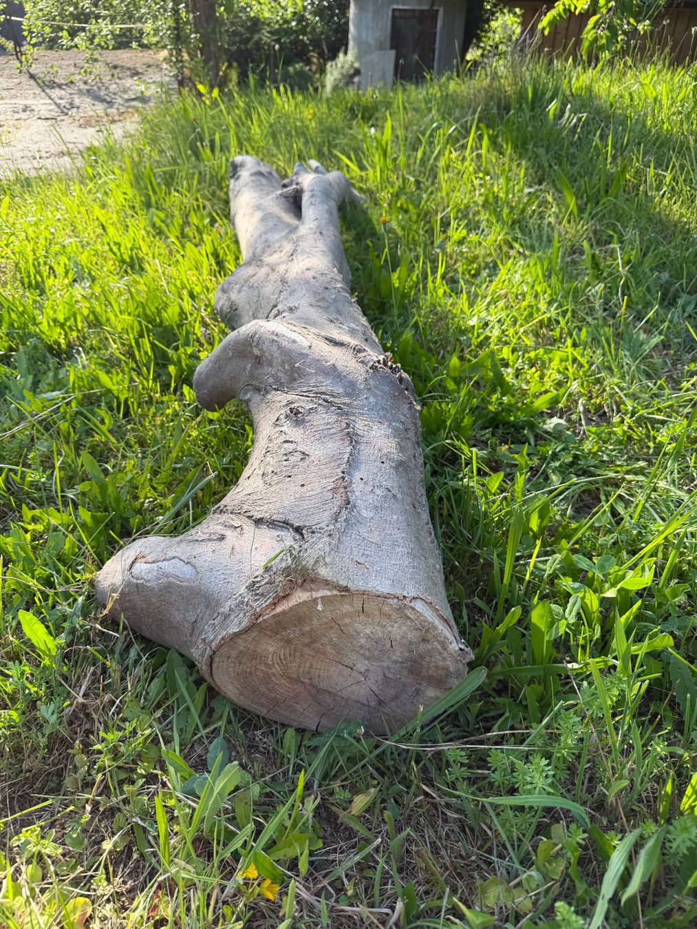 Articoli in legno: Starker, knorriger Baumstamm - Gartendeko – Usato da Huttwil venduto da Burk3 2