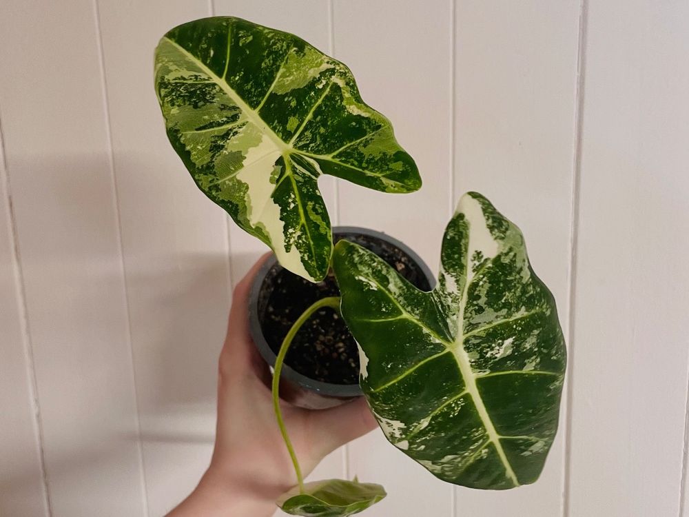 Alocasia frydek variegata XL