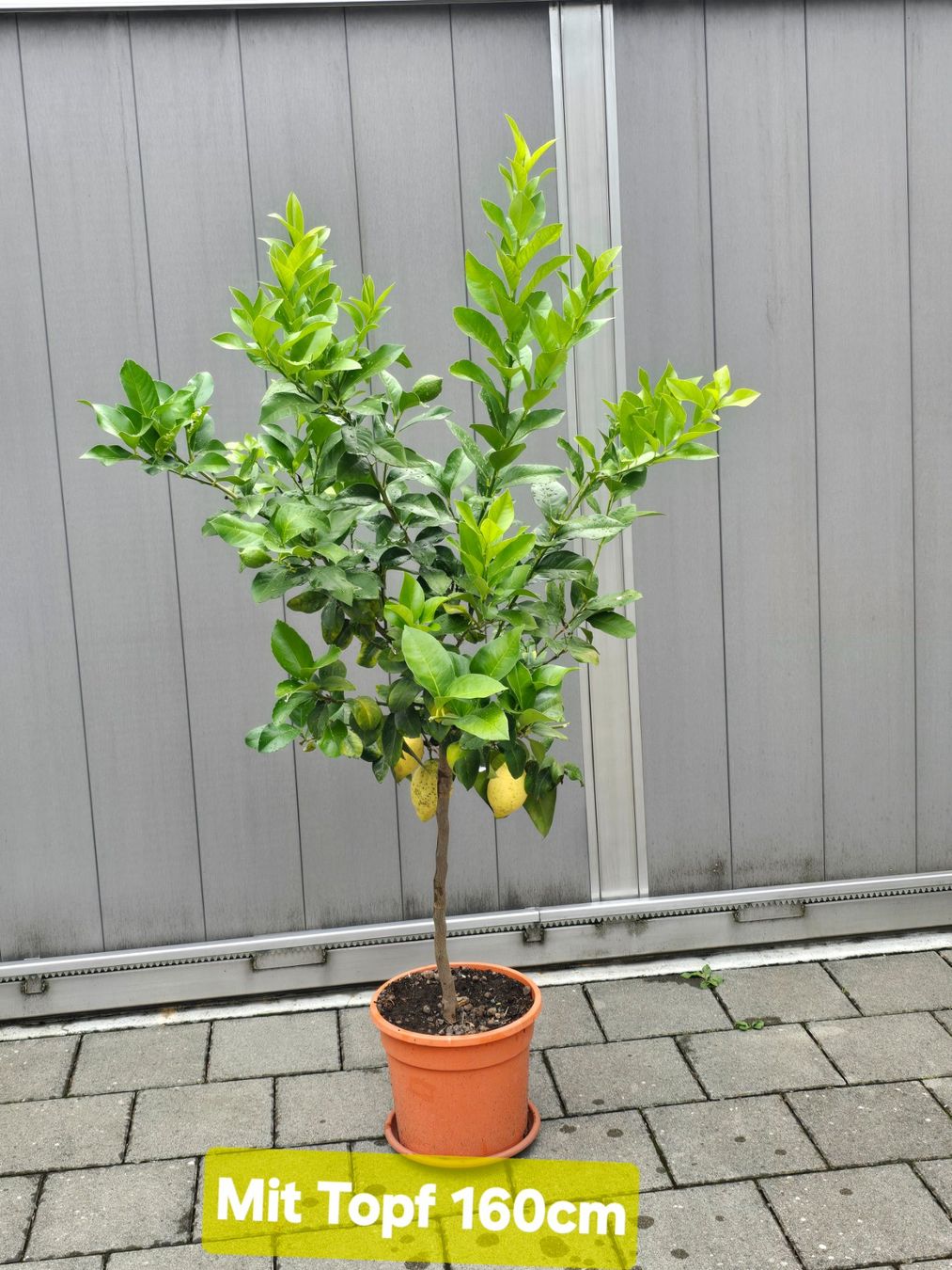 Piante & sementi: Zitronenbaum mit Früchten – Usato da Aarburg venduto da popkorn65