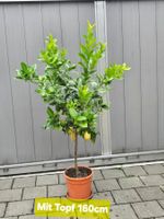 Zitronenbaum mit Früchten