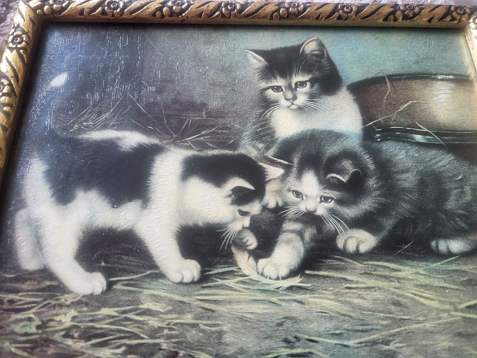 Foto & Immagini: Katzenbild – Usato da Gutenswil venduto da ghekko88
