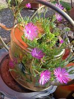 Pianta succulenta con fiori in annaffiatoio di ottone