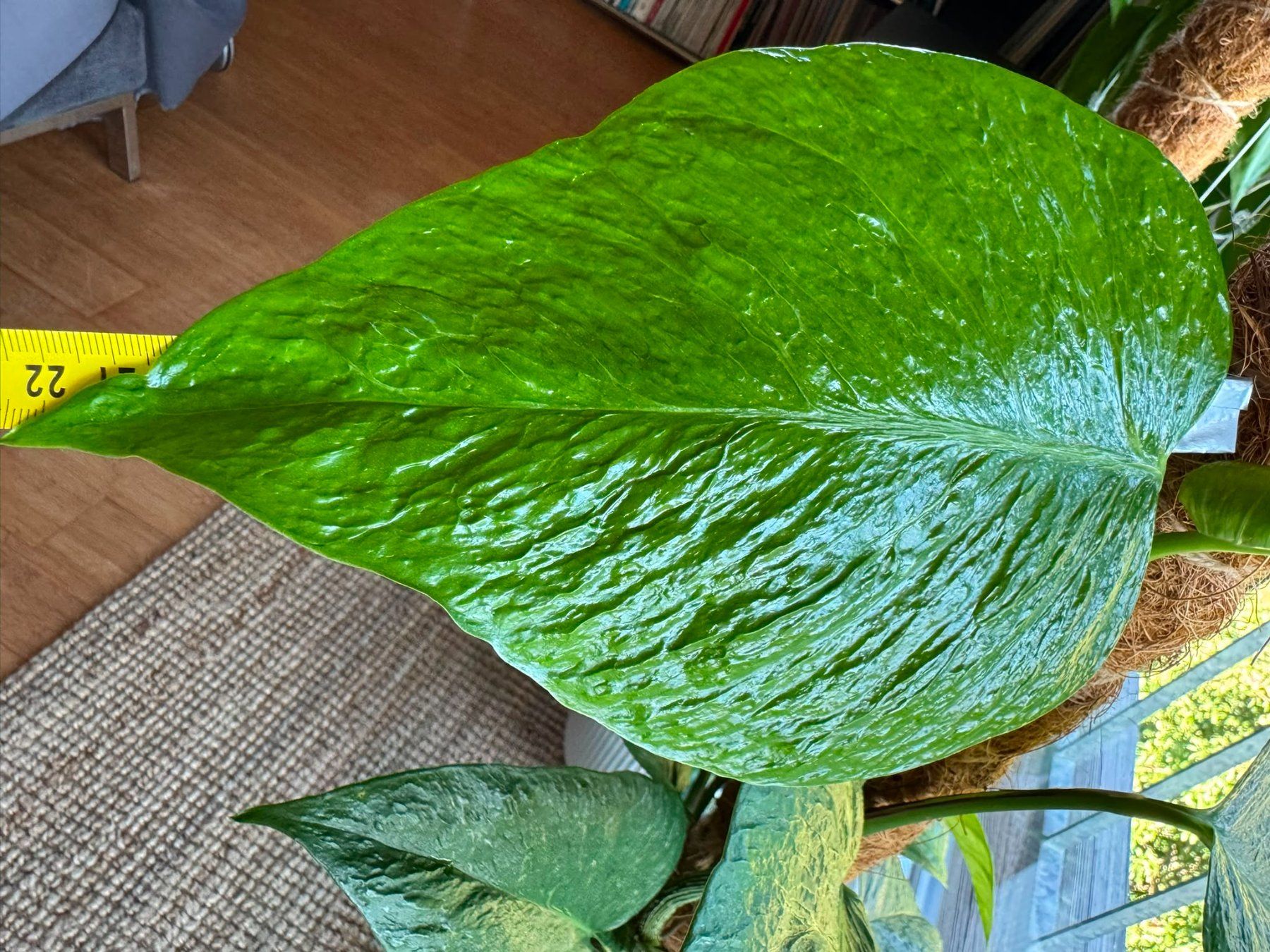 Piante & sementi: Epipremnum aureum 'Teruno Linda' – Nuovo (secondo la descrizione) da Bühler venduto da googelibear 3