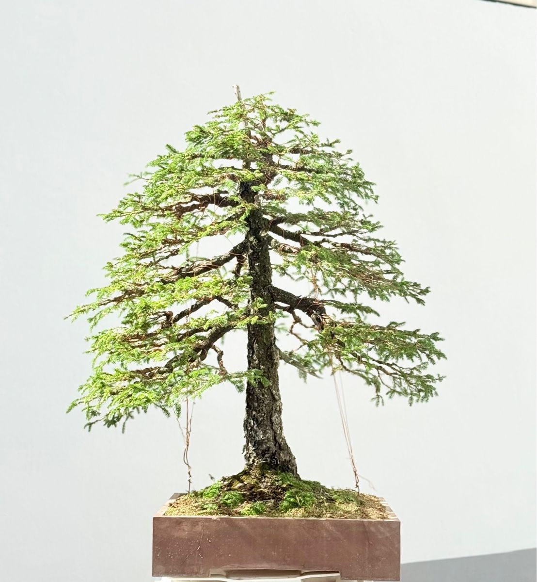 Pflanzen & Samen: Fitche bonsai Abete rosso  – Gebraucht aus Massagno von and_m56k 1