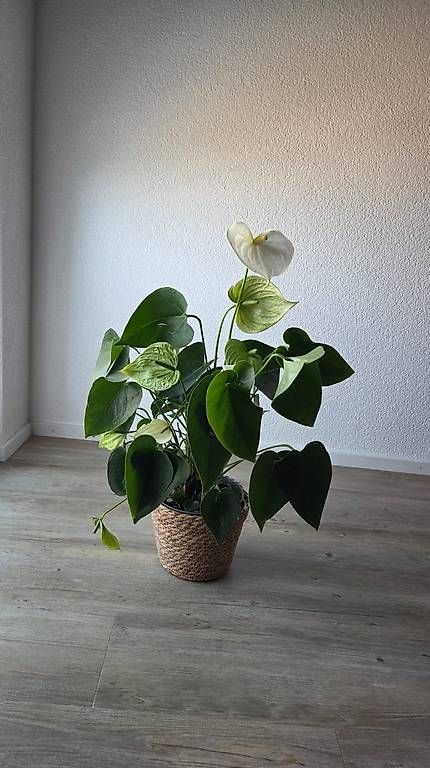 Piante & sementi: Plante Anthurium (langue de feu) – Usato da Mont-la-Ville venduto da Viscache