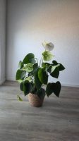 Plante Anthurium (langue de feu)